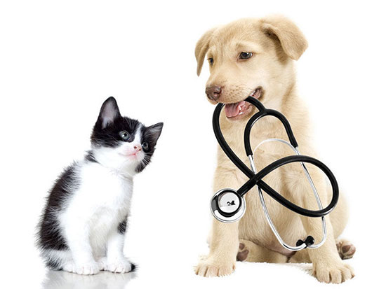 Consulta veterinaria para perros y gatos.